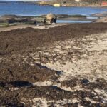 Verschmutzter Ostseestrand: eine mögliche nützliche Ressource